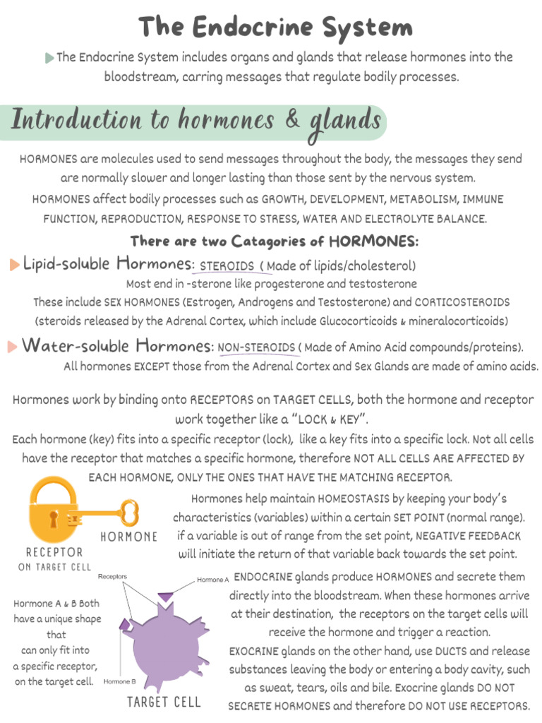 Overview of the Endocrine System | PDF | Pancreas | Adrenal Gland