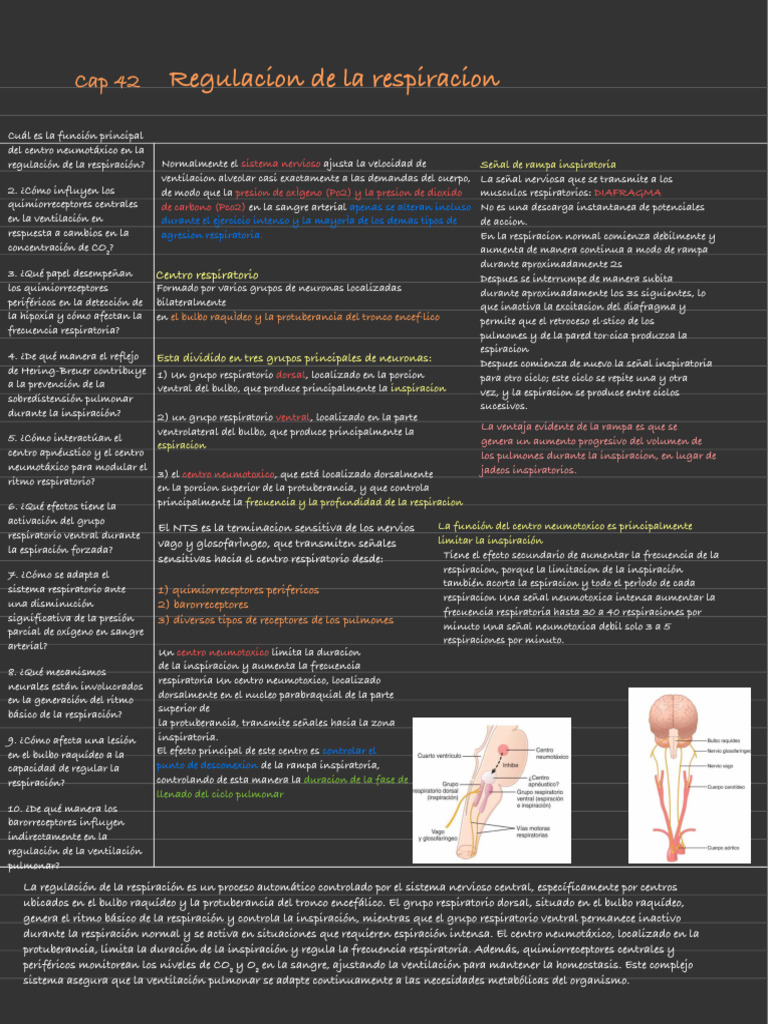 Regulación del Ritmo Respiratorio | PDF | Sistema respiratorio ...