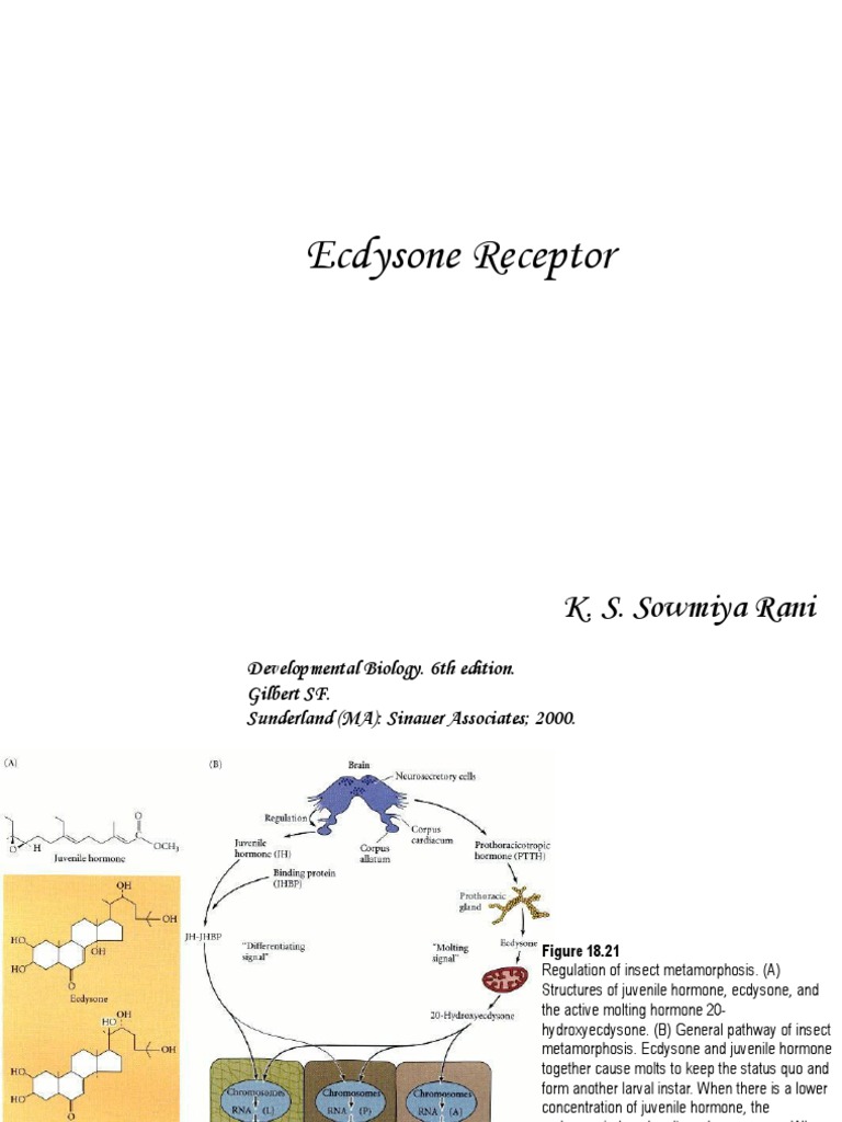 Ecdysone Receptor Biochemistry Molecular Biology