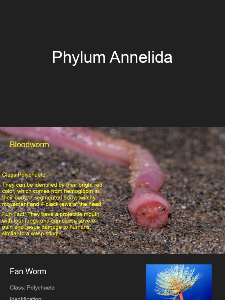 Annelid Worms: Types and Identification | PDF