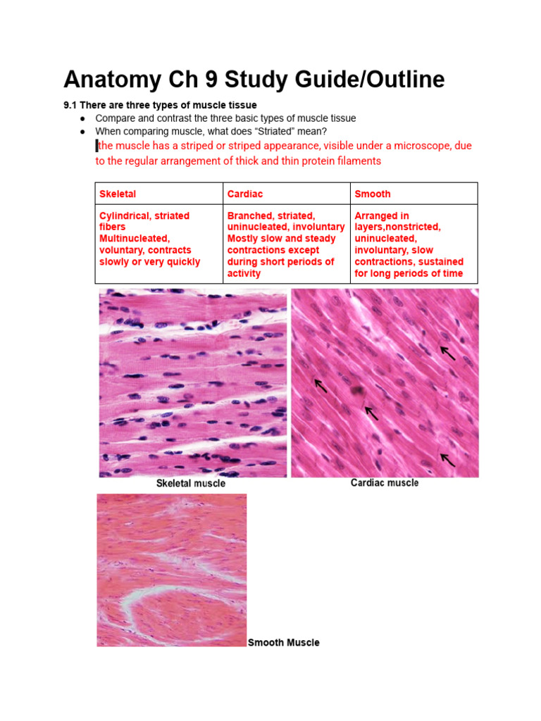 Anatomy Ch 9 (1) | PDF | Skeletal Muscle | Muscle Contraction