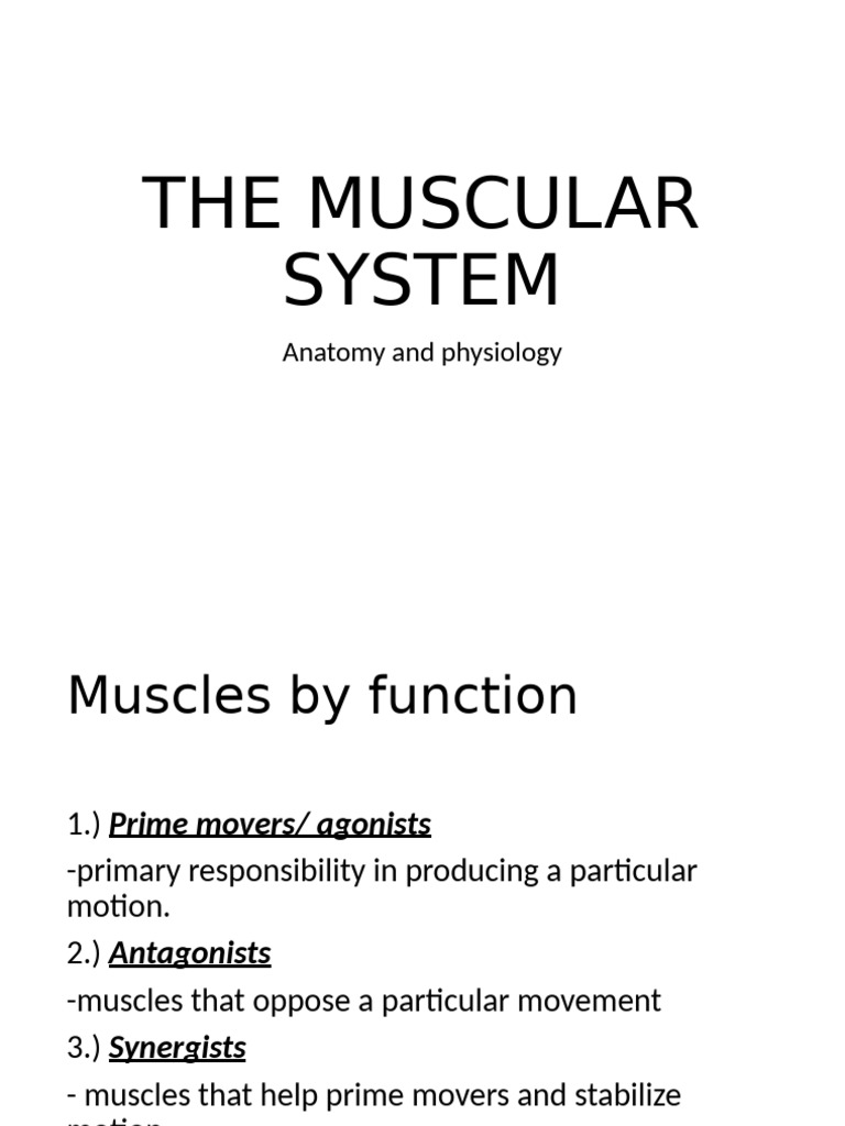 Anatomy of the Muscular System | PDF | Human Leg | Foot