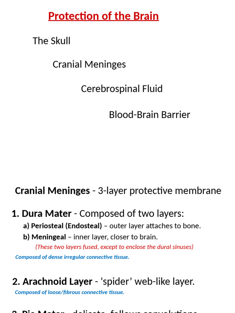 #14 Cranial Meninges and CSF | PDF | Cerebrospinal Fluid | Anatomy