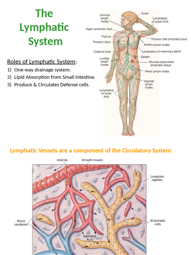 Overview of the Lymphatic System | PDF | Lymphatic System | Lymph Node