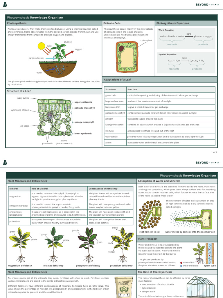 Photosynthesis and Plant Nutrition Guide | PDF | Leaf | Photosynthesis
