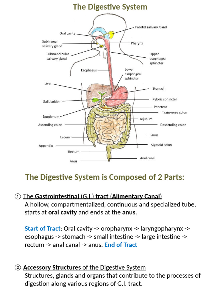 Overview of the Digestive System | PDF | Small Intestine ...