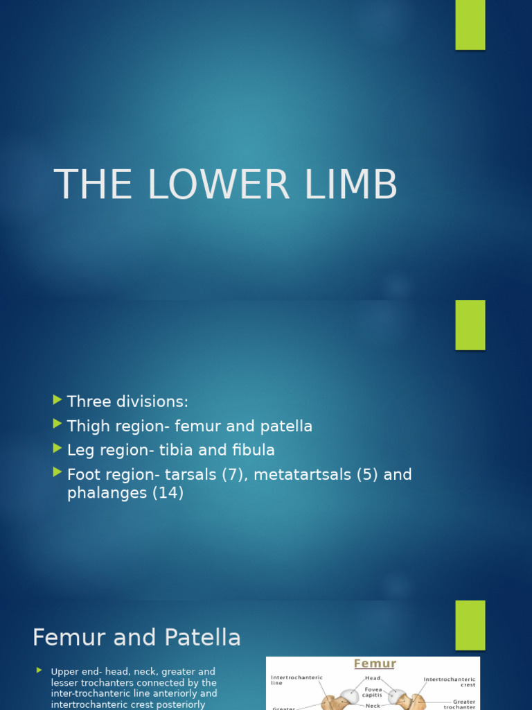 THE LOWER LIMB | PDF | Human Leg | Human Anatomy