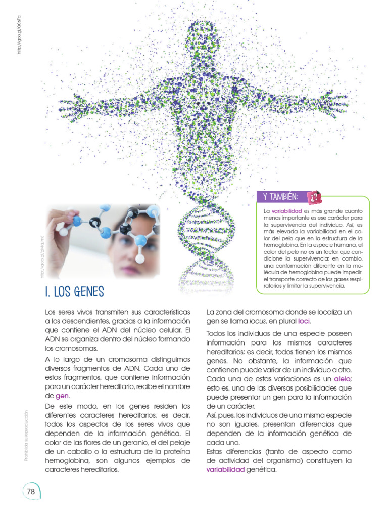 Genes y variabilidad genética en seres vivos | PDF | Dominancia ...