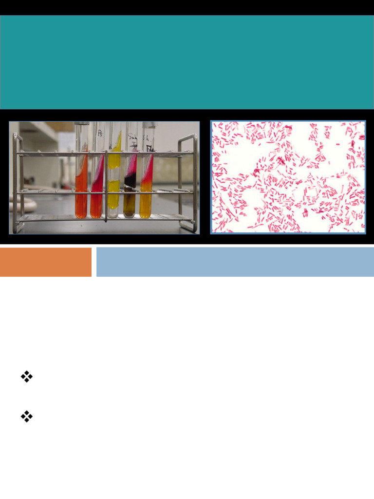 Biochemical Tests for Enterobacteriaceae | PDF | Chemistry | Chemical ...