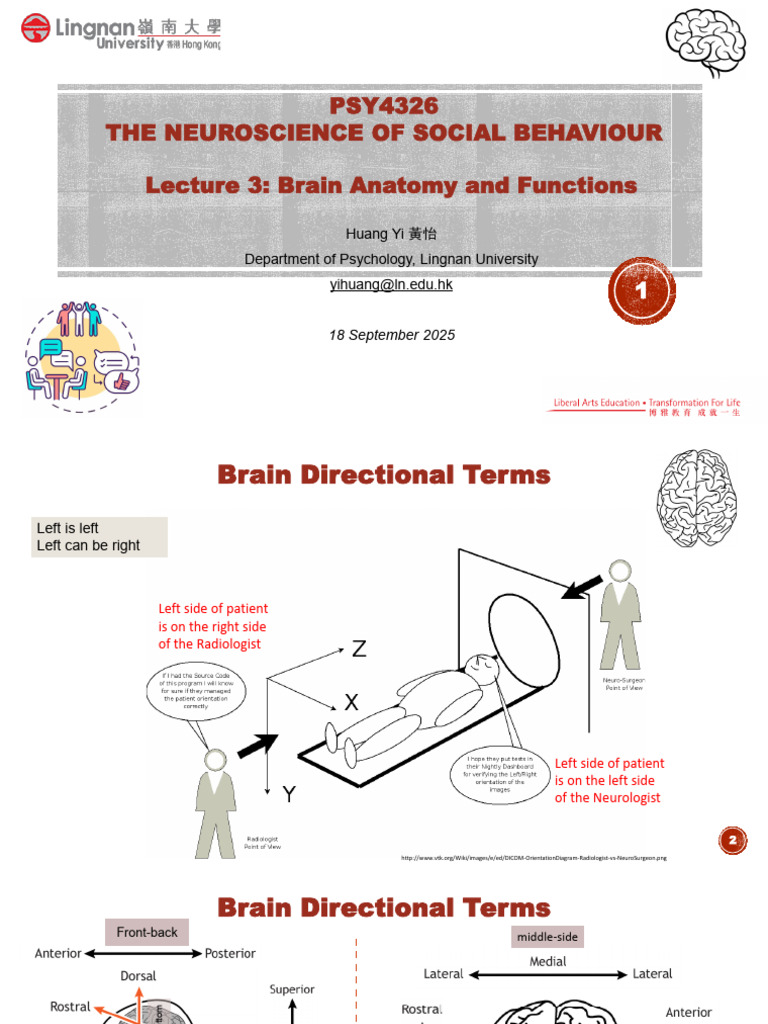 Brain Anatomy and Functions Overview | PDF | Cerebral Cortex | Basal ...