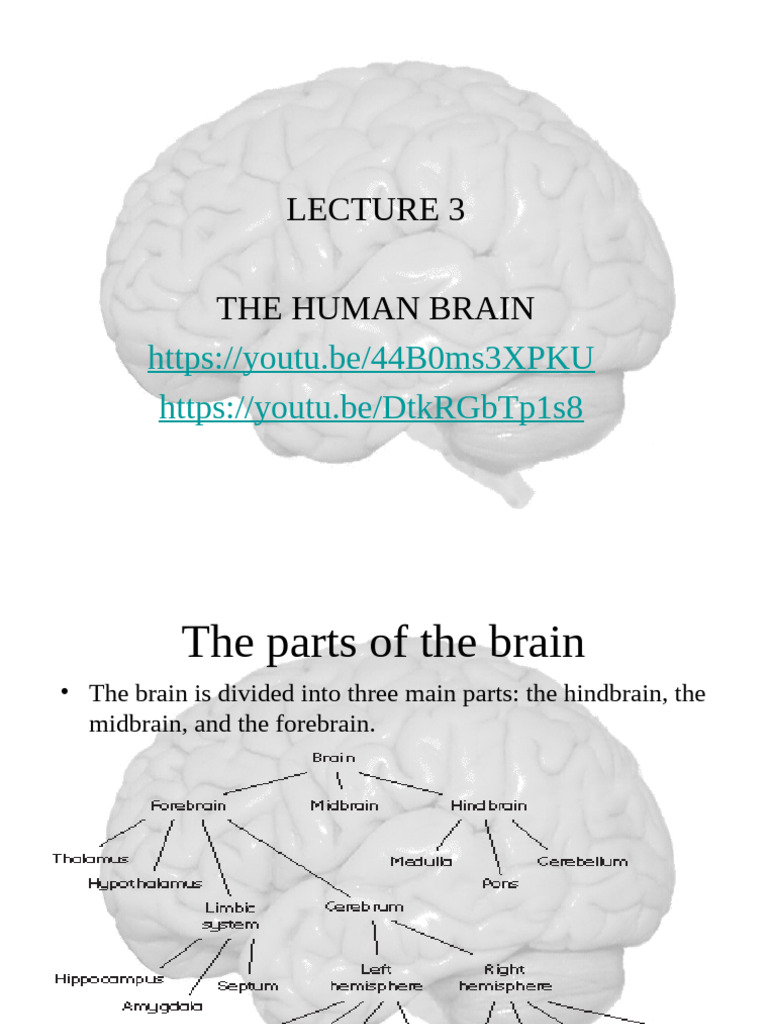 Anatomy of the Human Brain Explained | PDF | Cerebral Cortex | Cerebrum