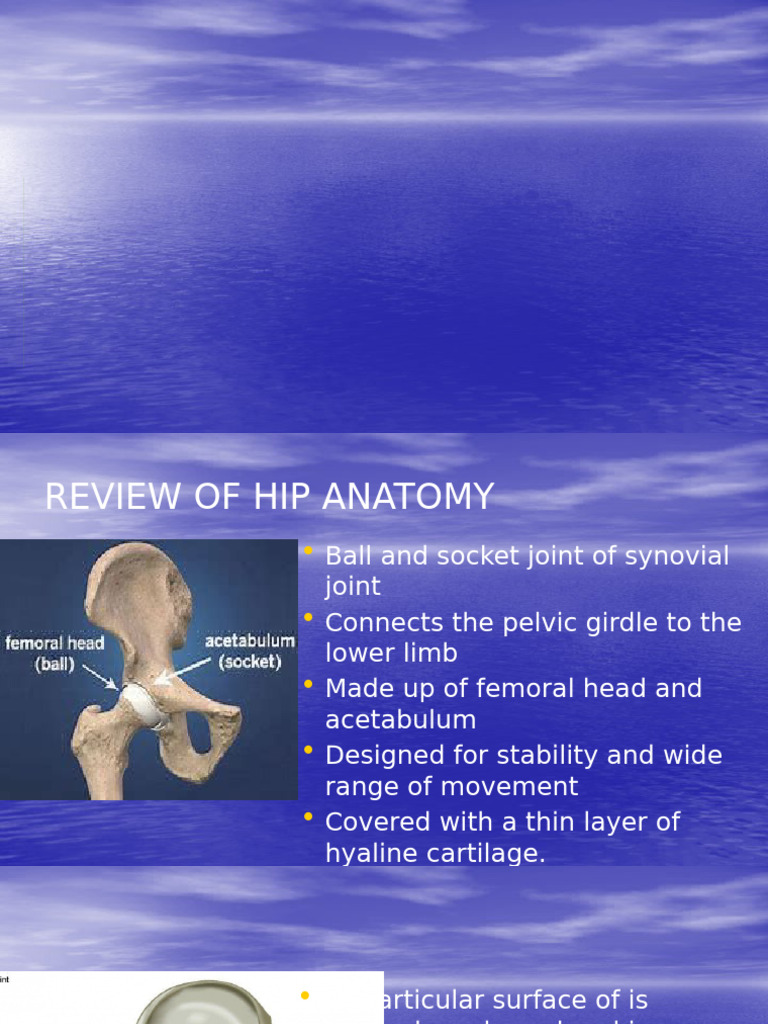 Comprehensive Hip Anatomy Review | PDF | Human Leg | Hip