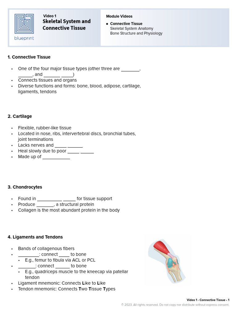 Skeletal System and Connective Tissue Overview | PDF | Bone | Skeleton
