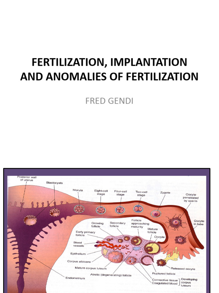 Fertilization and Implantation Overview | PDF | Fertilisation | Embryo