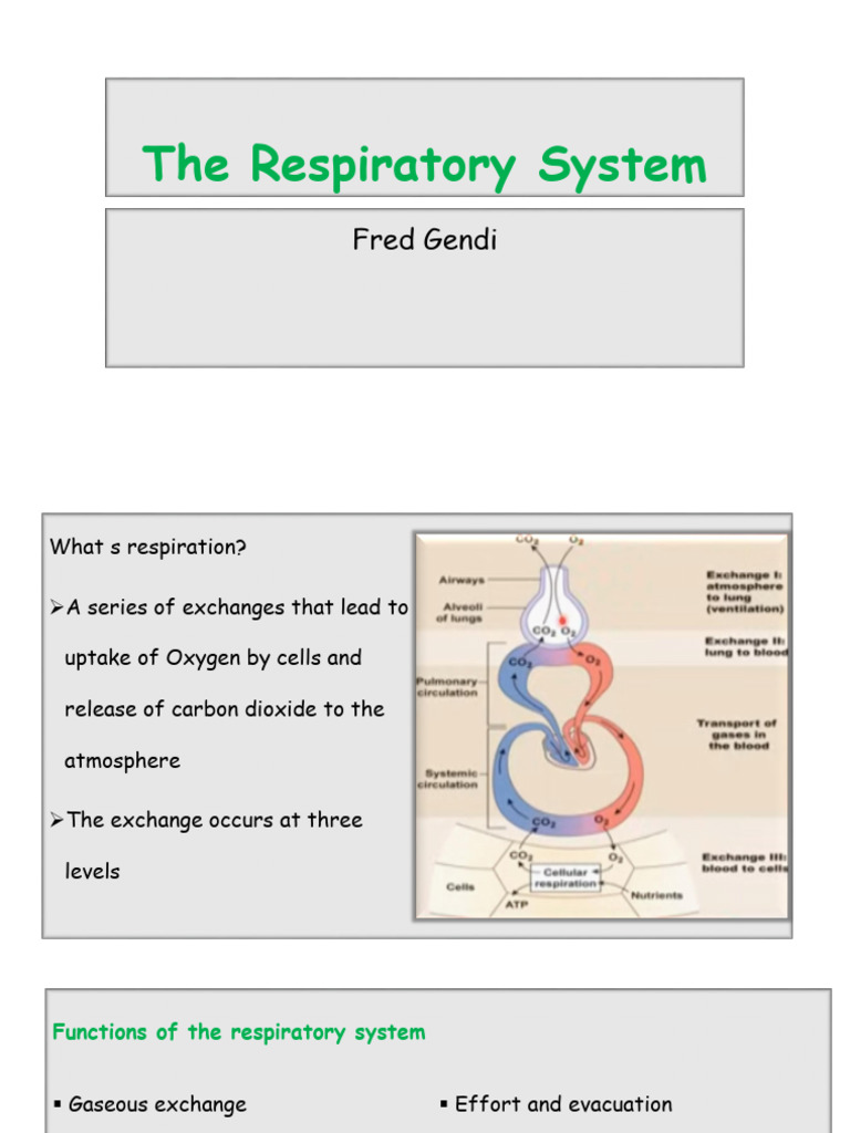 The Respiratory System | PDF | Respiratory Tract | Lung