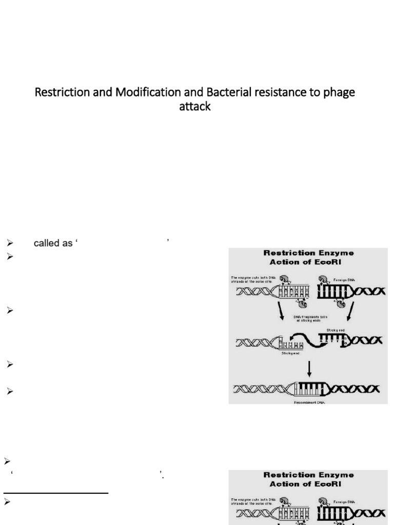Understanding Restriction Enzymes in DNA | PDF | Restriction Enzyme | Dna