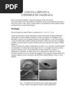 Download Fasciola Hepatica by Alice Vrtopeanu SN98410004 doc pdf