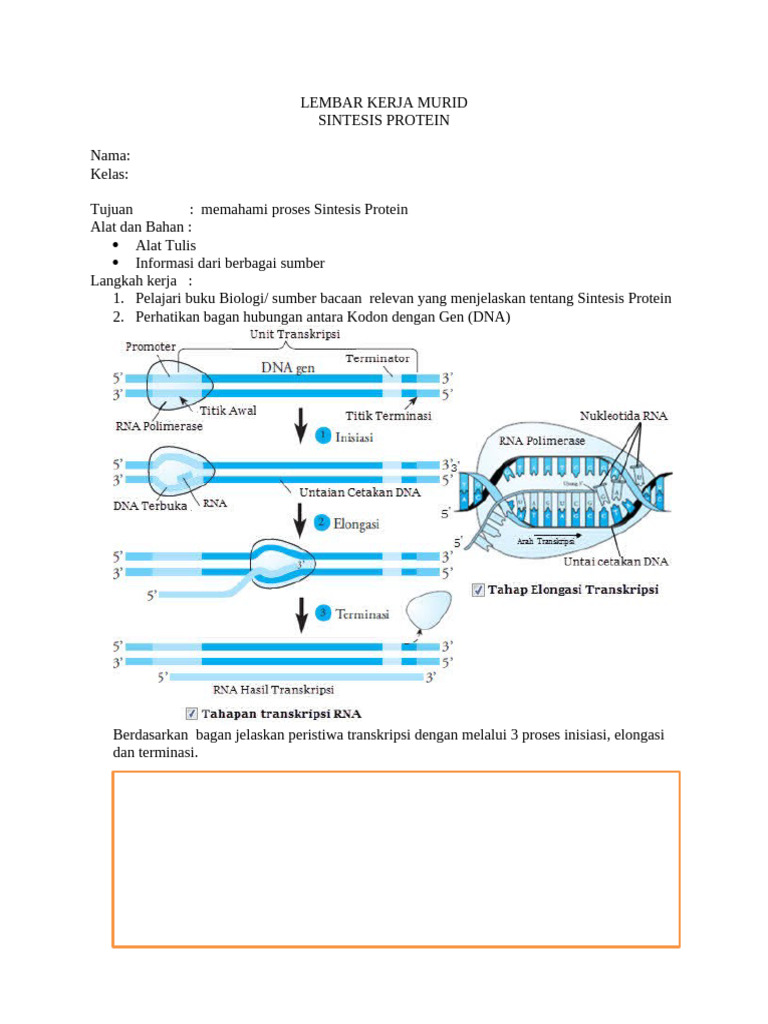 Proses Sintesis Protein untuk Siswa | PDF