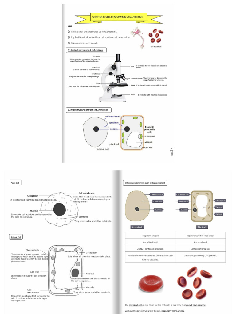 Chapter 5 - Cell Structure and Organisation | PDF