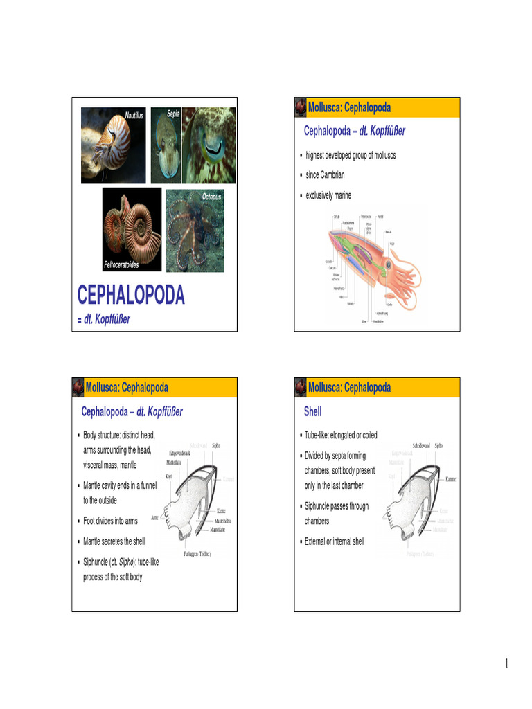 05 PBD Cephalopoda I | PDF | Mollusca | Paleozoic First Appearances