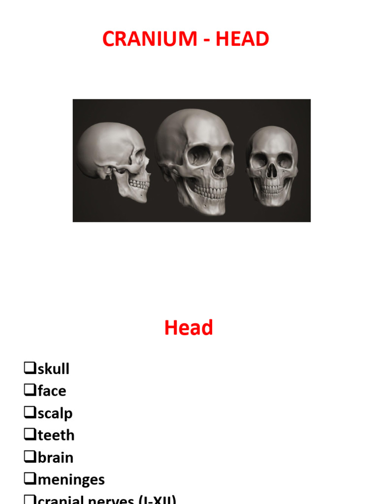 97d8023408514525bad99330e1792b9f | PDF | Skull | Human Head And Neck