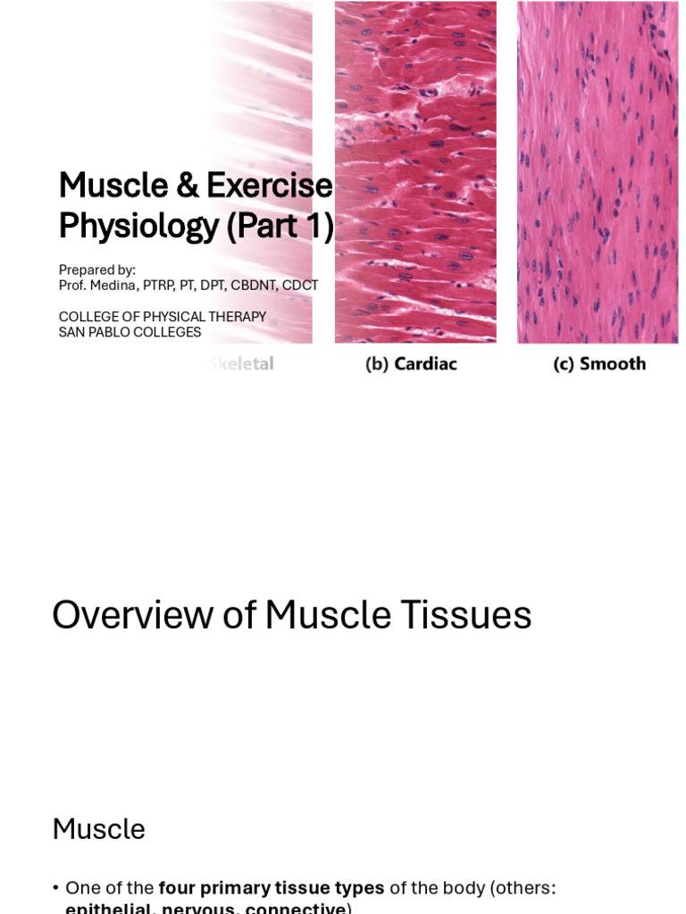 Muscle Physio | PDF | Muscle Contraction | Skeletal Muscle