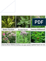 WTN Wetland Herbs
