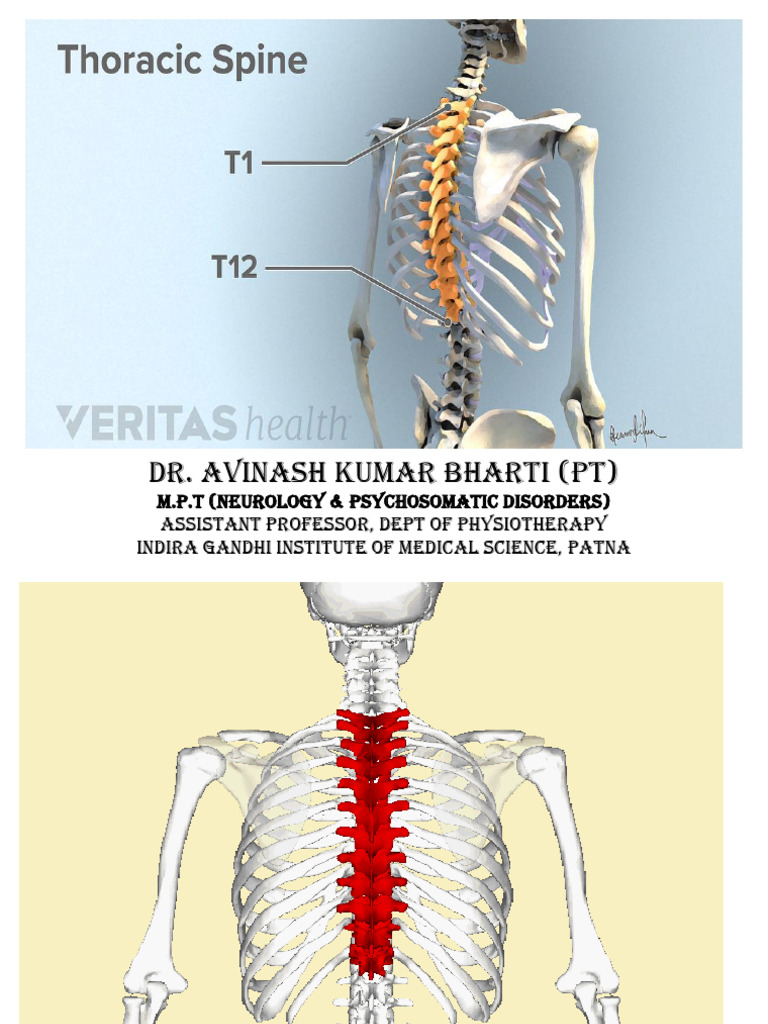 Anatomy and Function of Thoracic Vertebrae | PDF | Vertebra | Human Anatomy