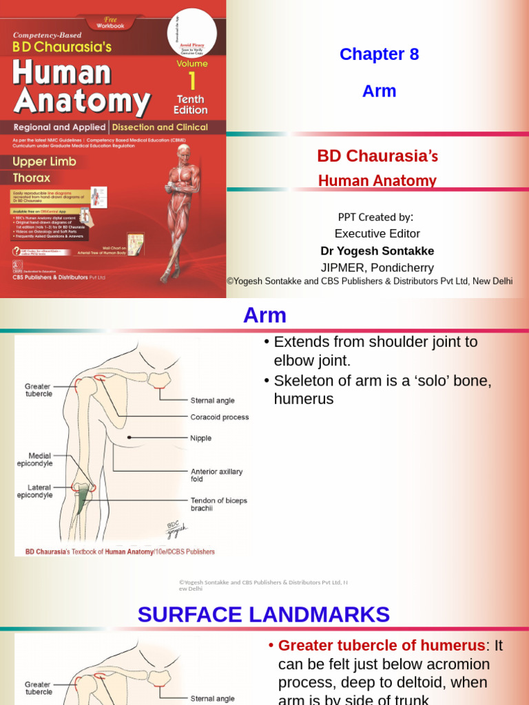 Anatomy of the Arm: Muscles & Landmarks | PDF | Arm | Elbow