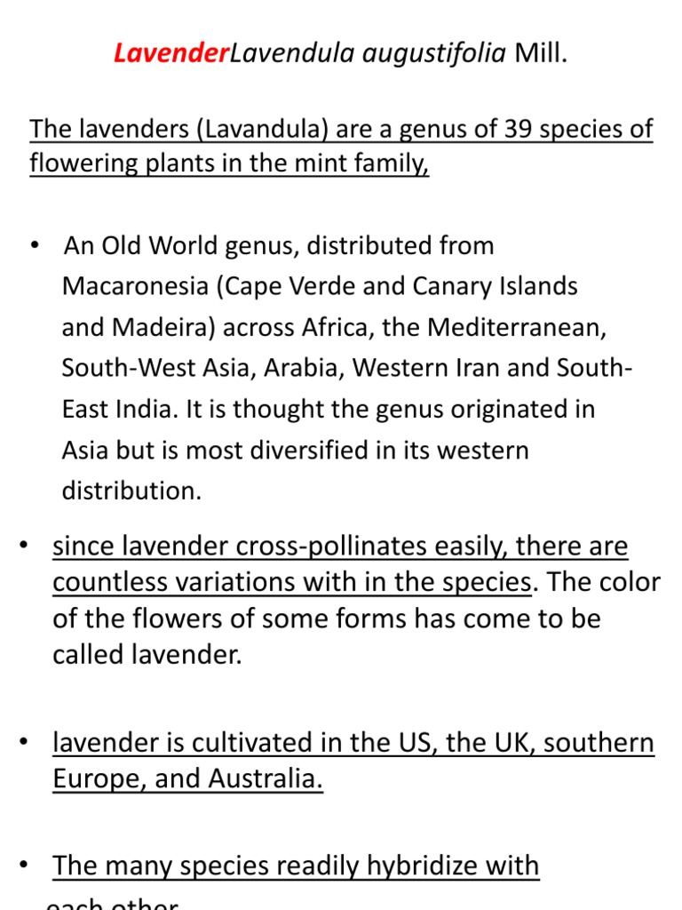 Lavender: Lavendula Augustifolia Mill | PDF | Lavandula | Plants