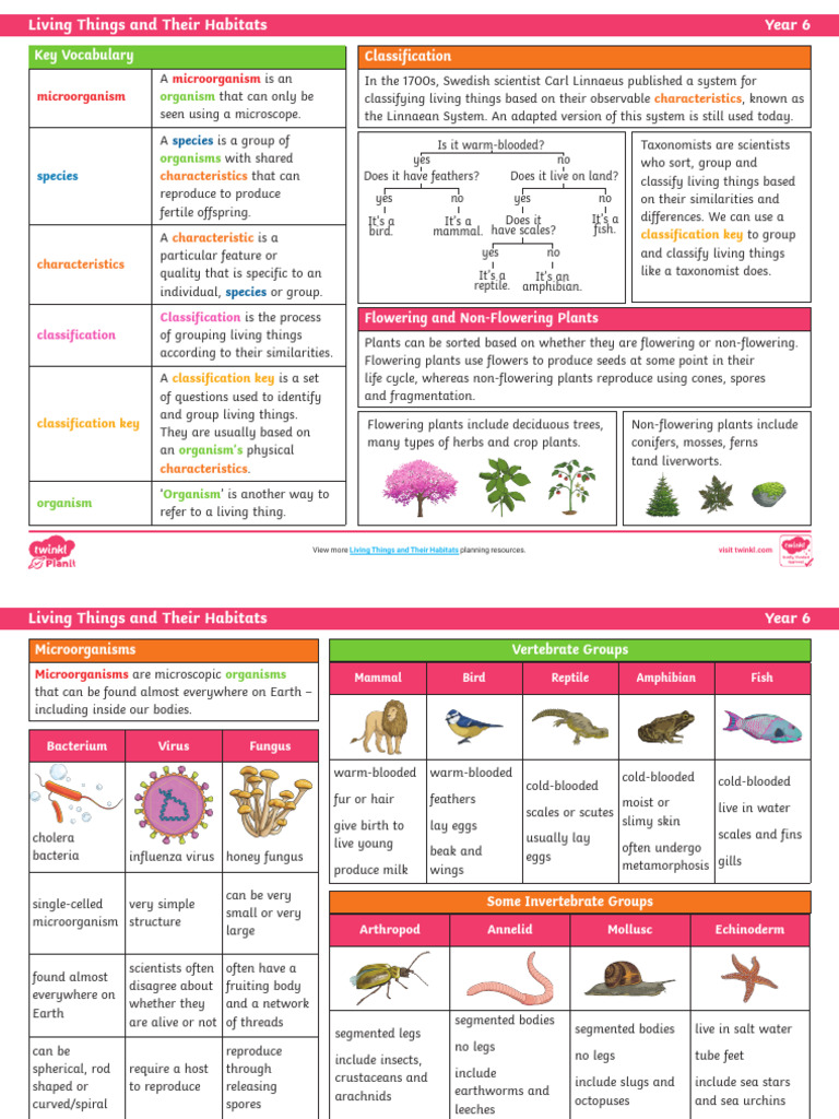 Classification of Living Things | PDF | Plants | Life