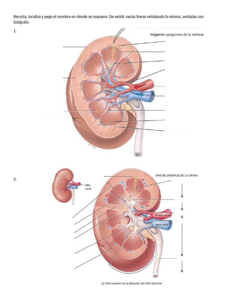 Anatomía del Abdomen y Estructuras Renales | PDF | Riñón | Anatomía