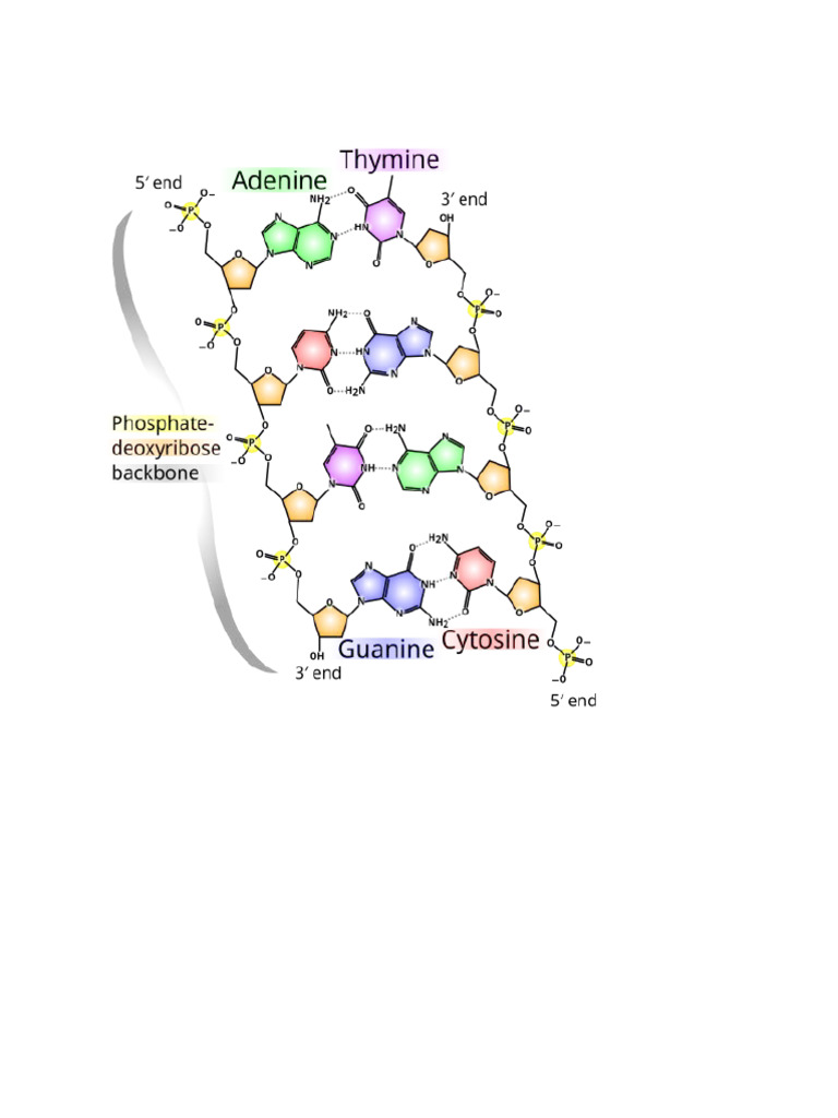 Dna Structure | PDF