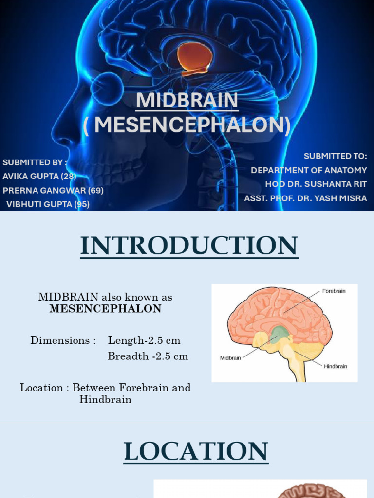 Midbrain Anatomy and Functions Overview | PDF