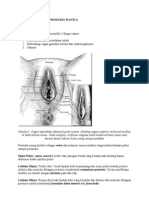 Anatomi Organ Reproduksi Wanita Fix