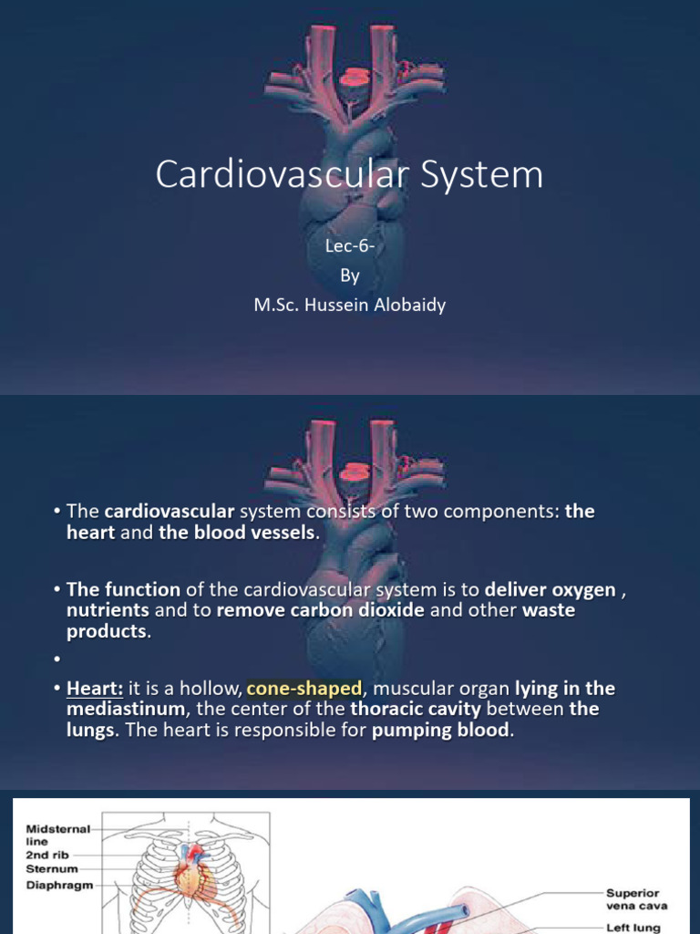 Overview of the Cardiovascular System | PDF | Heart | Artery