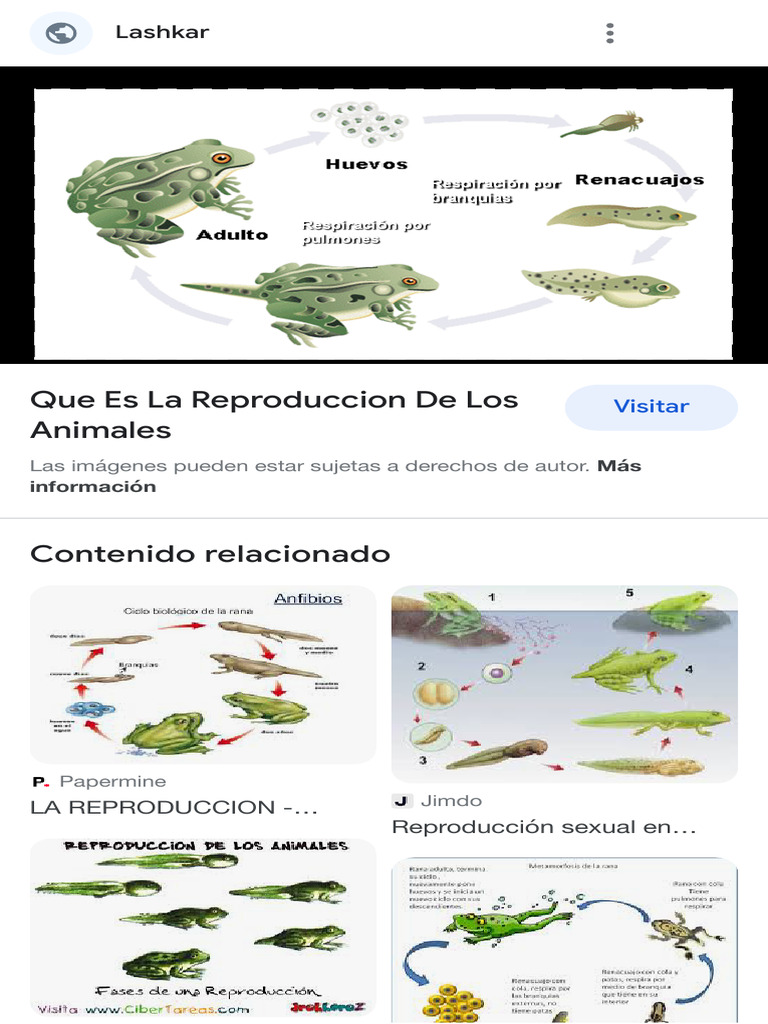 imagenes de la reproducción de los animales - Búsqueda de Google | PDF