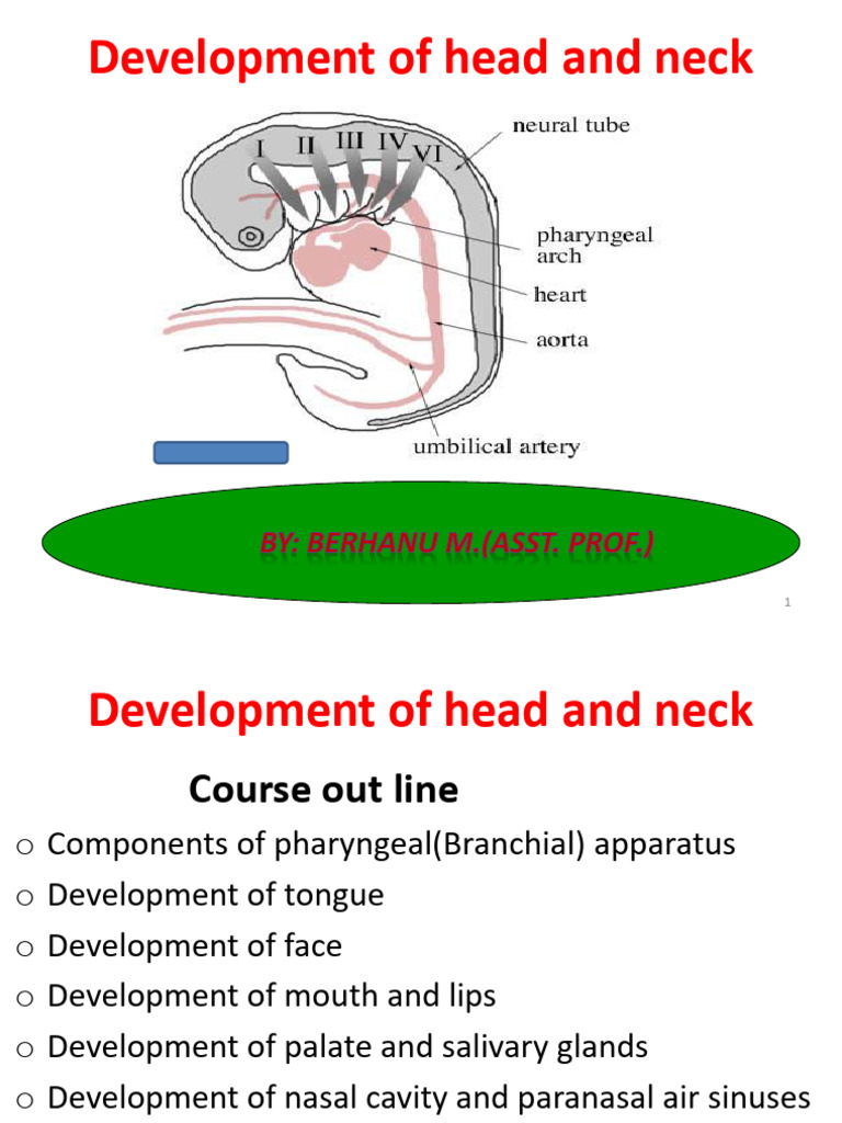 Development of Head and Neck HDT 2016 | PDF | Tongue | Aorta