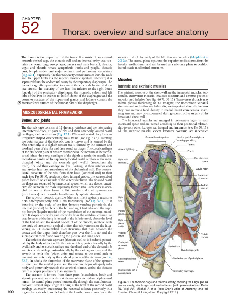Thoracic Anatomy and Structure Overview | PDF | Thorax | Aorta