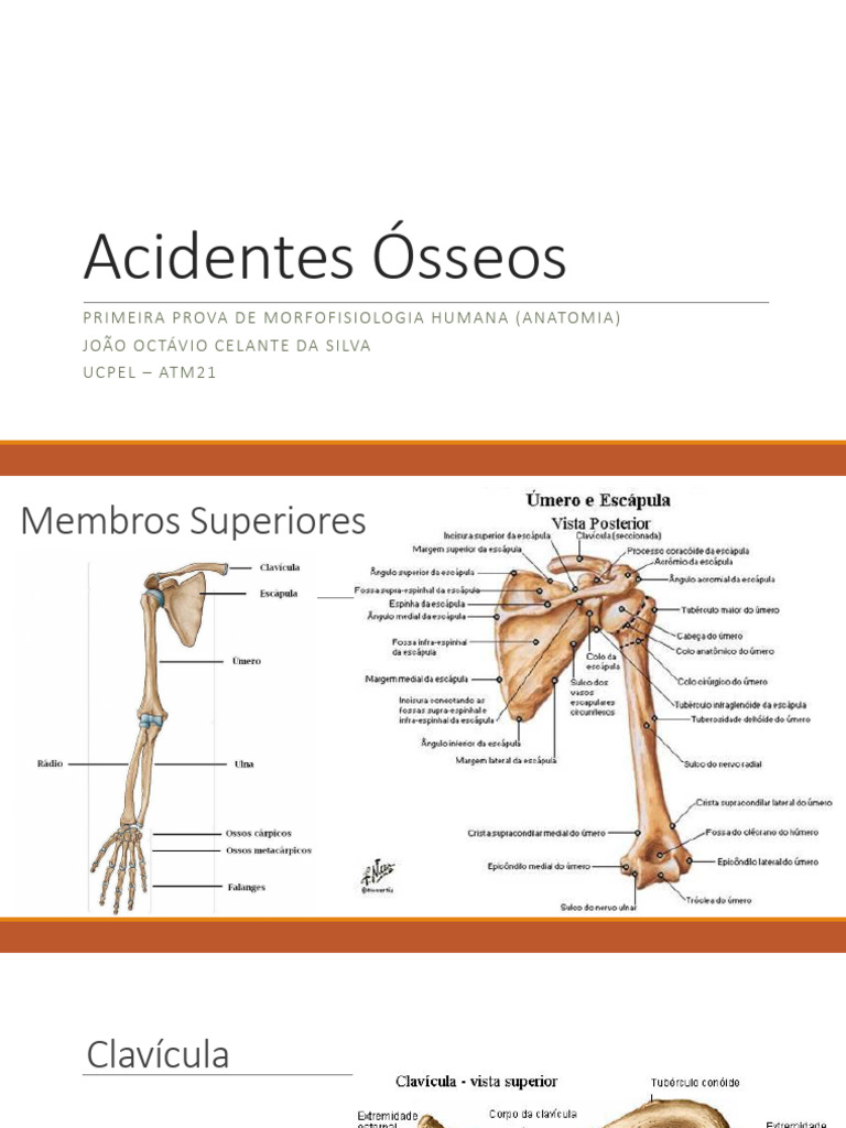 Acidentes Ósseos em Membros Humanos | PDF