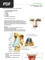 Anatomia