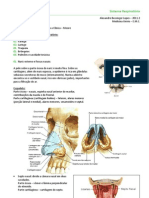 Anatomia: Sistema Respiratório