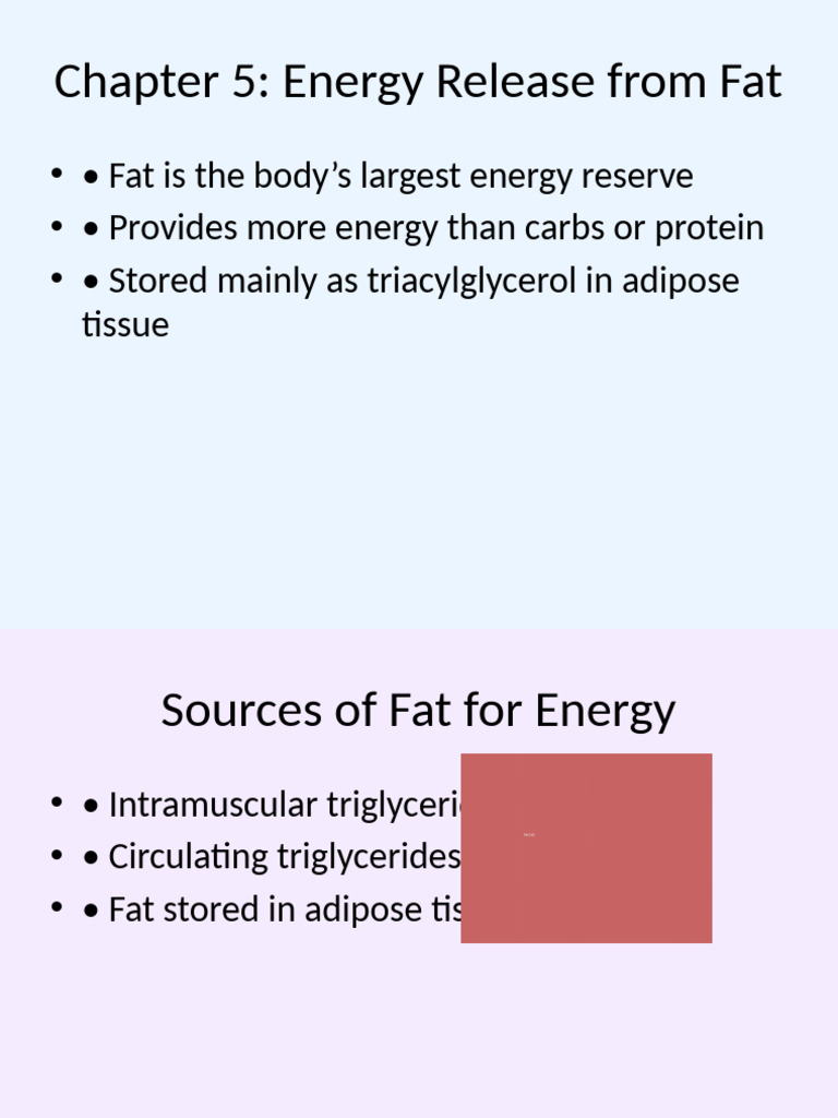 Energy Release From Fat Creative | PDF