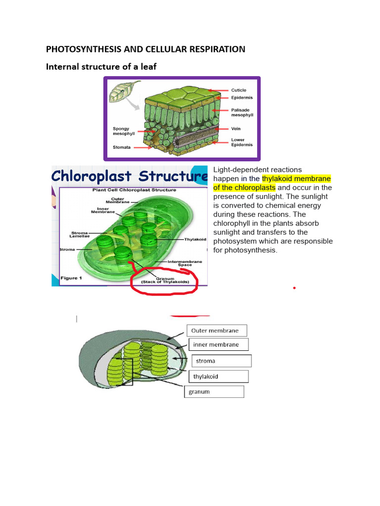 Photosynthesis and Cellular Respiration Explained | PDF