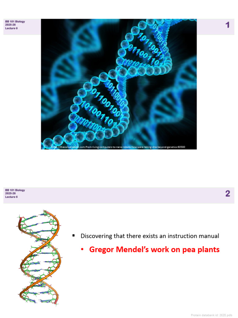 DNA: The Genetic Material Explained | PDF | Dna | Life Sciences