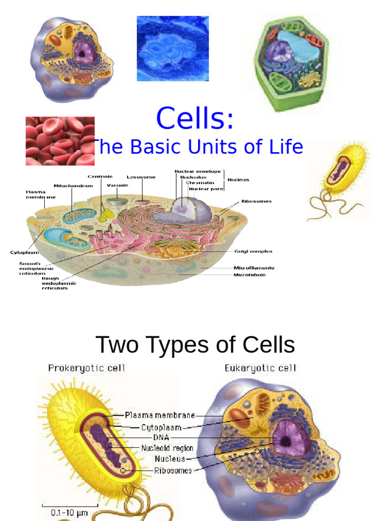 2092_Cell as Basic Unit of Life | PDF | Cell (Biology) | Organelle
