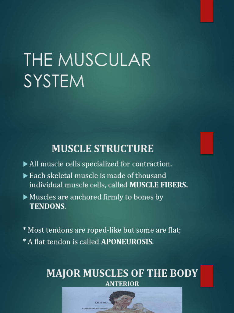 Muscle | PDF | Human Leg | Foot