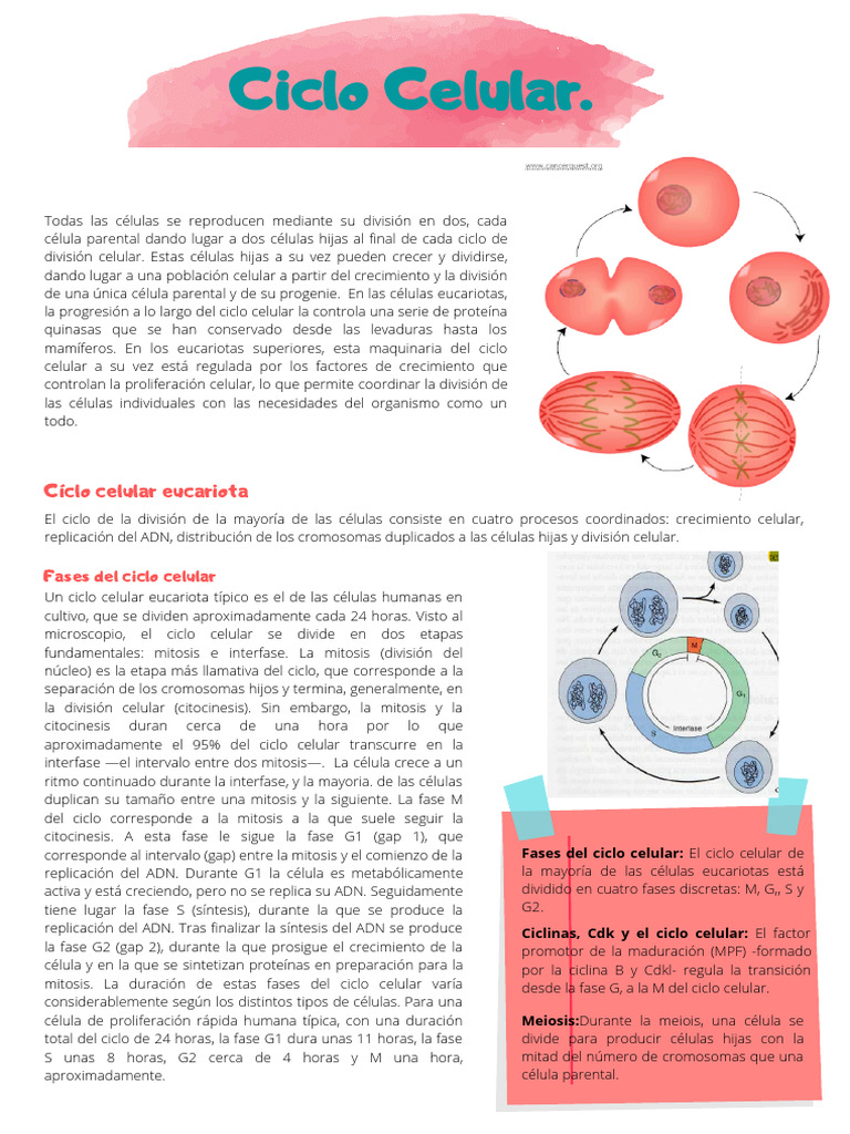 Fases y Regulación del Ciclo Celular Eucariota | PDF | Mitosis | Mitosis
