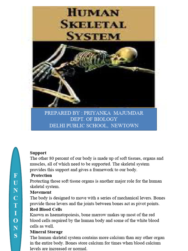 The Skeletal System Ix | PDF