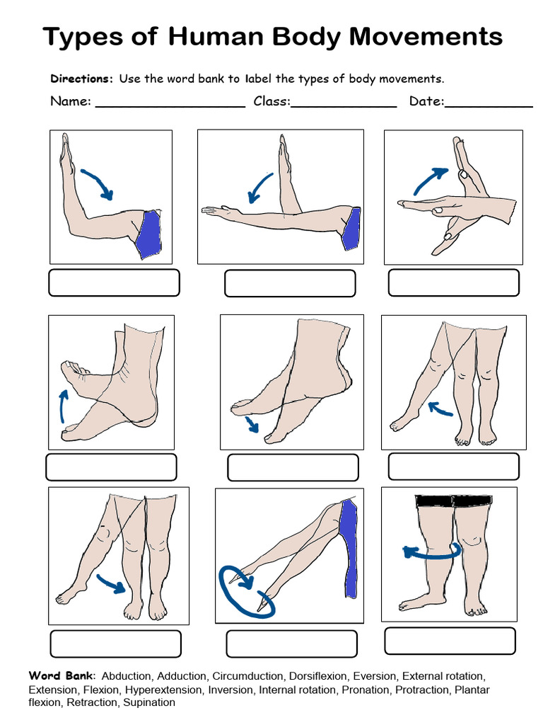 Types of Human Body Movements: Name: - Class: - Date | PDF
